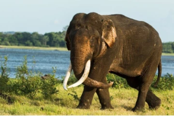 உயிரிழந்த நிலையில் காட்டு யானையின் சடலம்