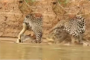 ராட்சத பாம்பை வேட்டையாடிய சிறுத்தை! அடுத்த நொடியில் நேர்ந்த அதிர்ச்சி