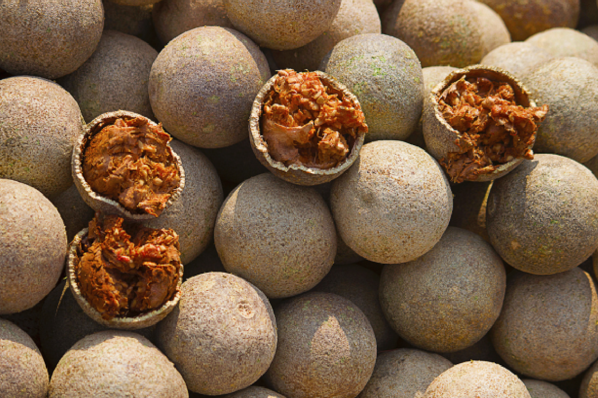 දිවුල් ගෙඩියක් කටේ තියපු නැති අය දිවුල් මෙච්චර ගුණයක් කියලා දන්නවා නම් | Divul Fruit Benefits For Health Remedies