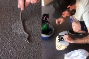 மனைவி பயன்படுத்திய சுத்தம் செய்யும் கருவிக்குள் புகுந்த பாம்பு: கணவர் எடுத்த உடனடி முடிவு