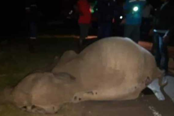 பேருந்தில் மோதிய யானை குட்டிக்கு நேர்ந்த சோகம்! | The Tragedy Of A Baby Elephant Hit By A Bus