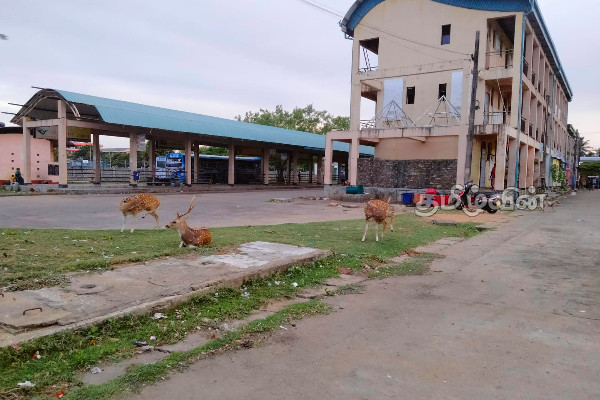 தமிழர் பகுதியில்  மான்களின் நடமாட்டம் அதிகரிப்பு: விடுக்கப்பட்டுள்ள விபத்து எச்சரிக்கை (Video) | High Deer Movement In Trincomalee
