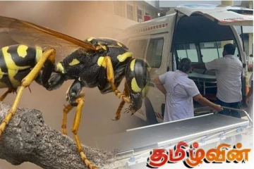 தலவாக்கலையில் குளவிக் கொட்டுக்கு இலக்காகிய 15 தொழிலாளர்கள்