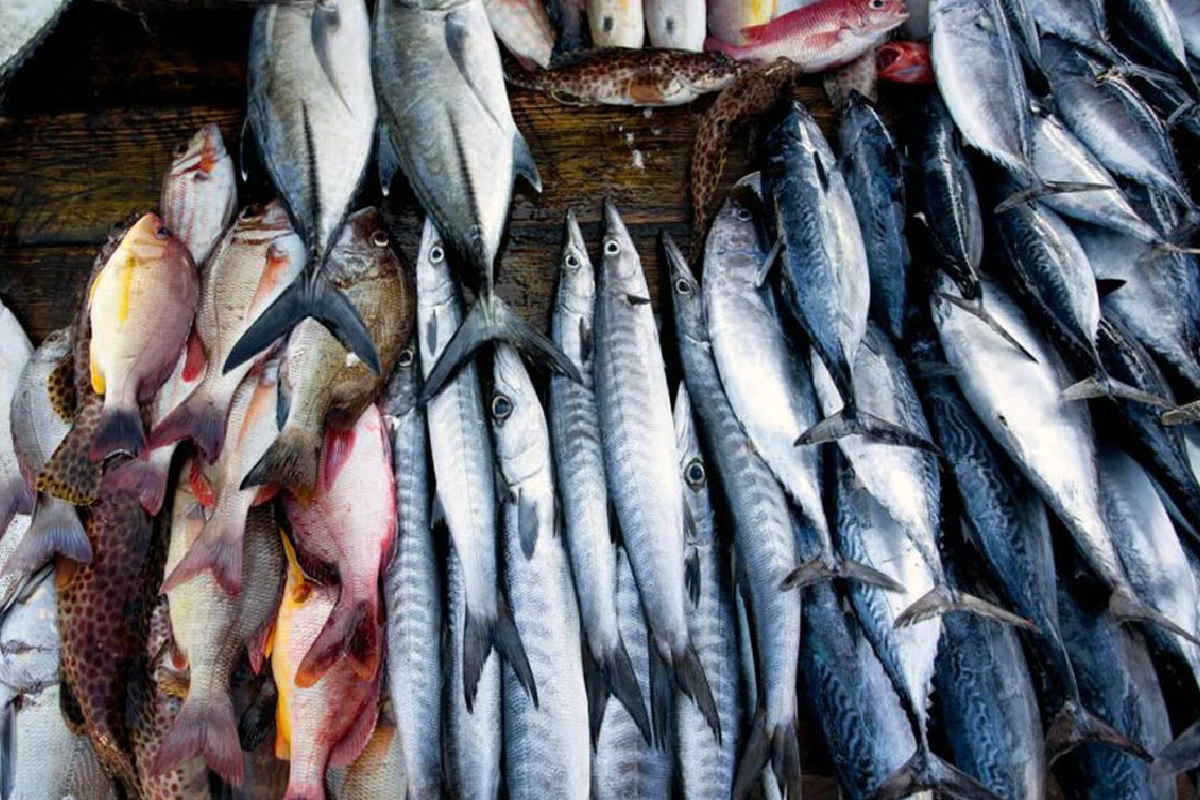 பேலியகொடை சந்தையில் மீன்களின் விலை குறைந்தது | Fish Prices Dropped At The Peliyagoda Market பேலியகொடை சந்தையில் மீன்களின் விலை குறைந்தது | Fish Prices Dropped At The Peliyagoda Market