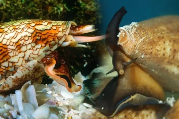 ராஜநாகத்தை விட பயங்கரமான விஷத்தன்மை கொண்ட உயிரினம் எது தெரியுமா?