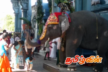 யாழில் ஆலயத்திற்கு அழைத்து வரப்பட்ட யானை மிரண்டதால் இருவர் காயம்