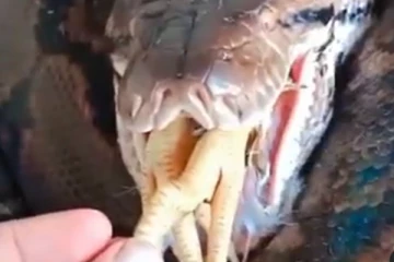 உயிருடன் கோழியை விழுங்கும் ராட்சத மலைப்பாம்பு.... மிரள வைக்கும் அதிர்ச்சி காட்சி