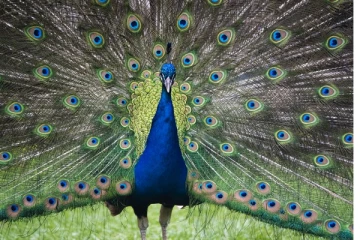 கனடிய மிருகக் காட்சி சாலையொன்றில் நிகழ்ந்த சோகம்