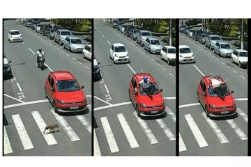 நல்ல நினைச்சது குத்தமாய்யா...? நாய்க்காக காரை நிறுத்திய ஓட்டுநருக்கு நடந்த விபரீதம்...!