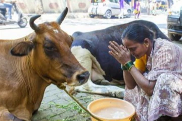 பசு மாட்டை தேசிய விலங்காக அறிவிக்க வேண்டும் -நீதிமன்றம் அதிரடி