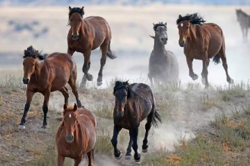 கொத்தாக சுட்டுக்கொல்லப்பட்ட குதிரைகள்: கனேடிய மாகாணம் விசாரணை