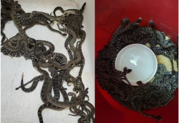 வீடு ஒன்றில் சில பாம்புகள் இருக்கும் என நினைத்த பாம்பு பிடி வீரர்! 100 பாம்புகள் சூழ்ந்ததால் அதிர்ச்சி.. சிலிர்க்க வைக்கும் புகைப்படங்கள்