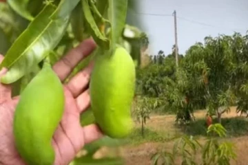 இயக்கச்சி பண்ணையில் இயற்கை உரங்களால் காய்த்துக் குலுங்கும் மாங்காய்கள்