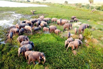 அம்பாறை மாவட்டத்திலுள்ள புதிய புற்களை தேடி படையெடுக்கும் யானை கூட்டம்