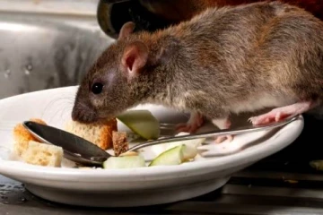 கைப்பிடி அளவு போட்டால் போதுமே.. வீட்டில் எலி தொல்லையே இருக்காது