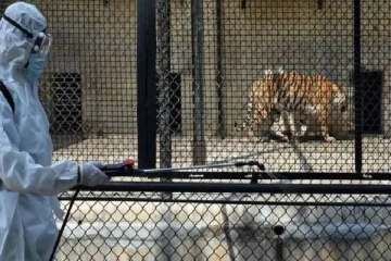 விலங்குகளிடையே தீவிரமாக பரவும் கொரோனா வைரஸ்