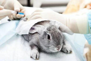 மருத்துவ பரிசோதனைக்கு விலங்குகளை உபயோகிக்க தடையா?...சுவிஸில் வாக்கெடுப்பு