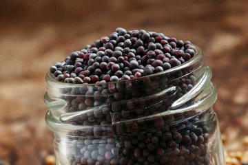 ஆபத்தான கேன்சரையே குணப்படுத்தும் சக்திவாய்ந்த கடுகு ...எப்படி சாப்பிட வேண்டும்?