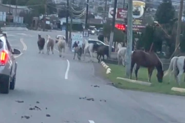 பிரிட்டிஷ் கொலம்பியாவில் அரை மணி நேரமாக பாதித்த போக்குவரத்து: காரணம் என்ன தெரியுமா?