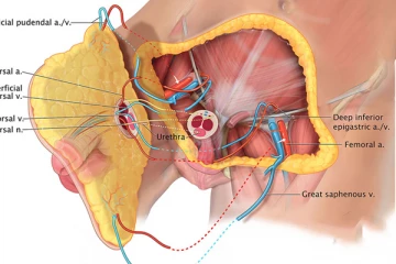 ඇත්තටම වෘෂණ කෝෂ බද්ධ කරන්න පුළුවන්ද?