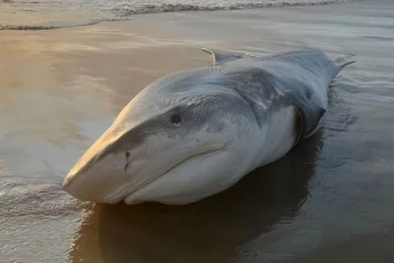 இலங்கையின் கடற்கரைக்கு வந்த இராட்சத சுறா (Photos)