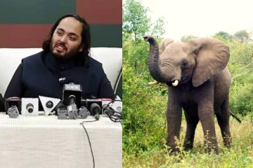 அம்பானி குடும்பத்தின் புதிய முயற்சி: 1 மில்லியன் மரங்கள் இலக்கு!