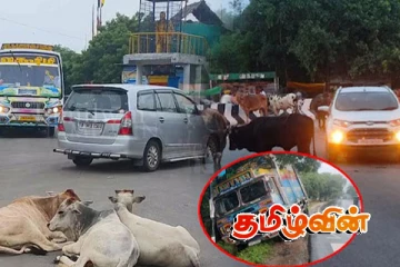 கட்டாக்காலி மாடுகளால் தொடர்ந்து அதிகரிக்கும் வாகன விபத்துகள்!