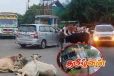 கட்டாக்காலி மாடுகளால் தொடர்ந்து அதிகரிக்கும் வாகன விபத்துகள்!