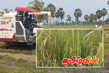 கிளிநொச்சியில் எதிர்பார்த்த விளைச்சல் கிடைக்கவில்லை.. கவலையில் விவசாயிகள்