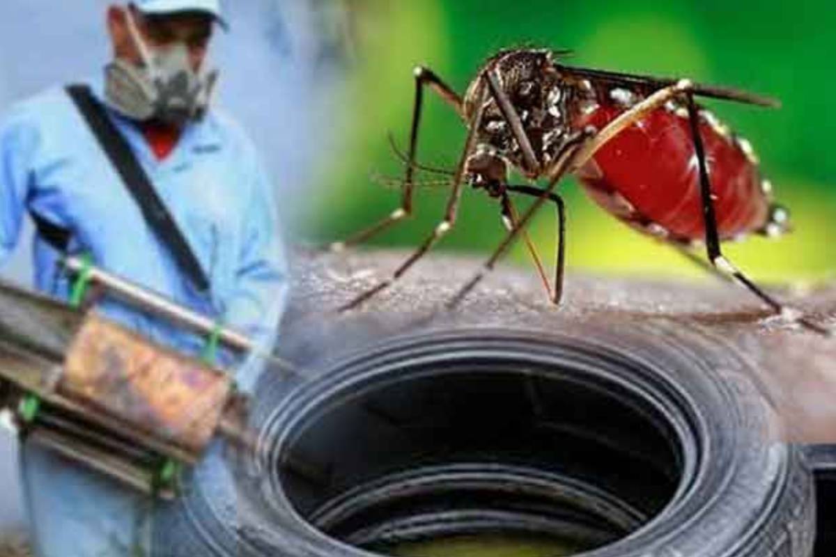 இலங்கையில் தீவிரமடையும் டெங்கு நோய்த்தொற்று - விடுக்கப்பட்டுள்ள எச்சரிக்கை | Dengue Cases High Colombo District