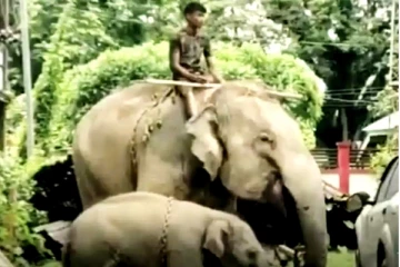 கொலை வழக்கில் 8 மாத குட்டியுடன் தாய் யானை கைது!