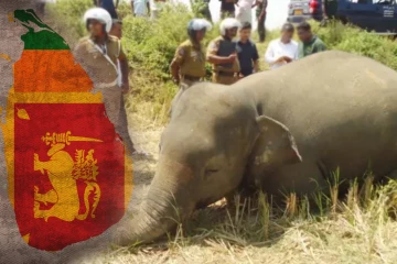 யானை - மனித மோதலுக்கு தீர்வு வழங்கும் நோக்கில் புதிய திட்டம்