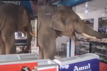 கடைக்குள் புகுந்து இனிப்பு சாப்பிட்ட யானை - வைரலாகும் வீடியோ
