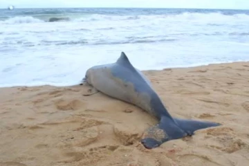 புத்தளத்தில் உயிரிழந்த நிலையில் கரையொதுங்கிய டொல்பின்!