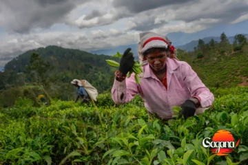 තේ වගාකරුවන්ට නව පොහොර සැලැස්මක්