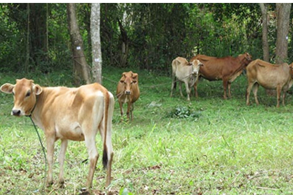 வெள்ளத்தால் விவசாய நிலங்கள் பாதிப்பு! கால்நடை வளர்ப்பாளர்களின் பொறுப்பற்ற செயல் | Agricultural Land Damaged Cows Enter And Destroy வெள்ளத்தால் விவசாய நிலங்கள் பாதிப்பு! கால்நடை வளர்ப்பாளர்களின் பொறுப்பற்ற செயல் | Agricultural Land Damaged Cows Enter And Destroy