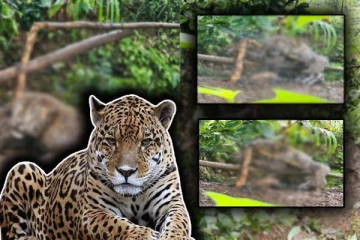 மஸ்கெலியாவில் பொறியில் சிக்கிய சிறுத்தை உயிரிழப்பு