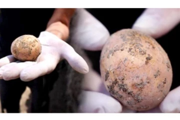 1000 ஆண்டுகள் பழமையான கோழி முட்டை கண்டெடுப்பு!