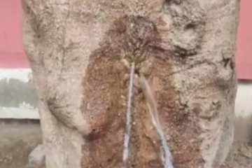 மரத்தில் இருந்து பீய்ச்சி அடிக்கும் தண்ணீர்- அலைமோதிய மக்கள்; வைரலாகும் அரிய காட்சி!