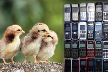 பழைய மொபைல் போன்களுக்கு கோழிக்குஞ்சுகளை விற்கும் வியாபாரி!