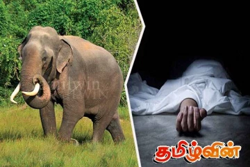 குருநாகலில் காட்டு யானை தாக்கி குடும்பஸ்தர் மரணம்!