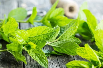 ஏராளமான மருத்துவ குணங்கள் நிறைந்த புதினா !! தினமும் சேர்த்து கொண்டாலே போதுமாம்!