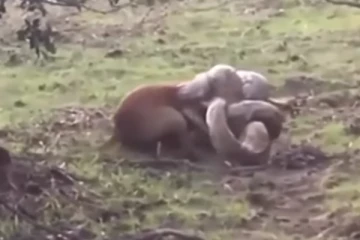 ராட்சத பாம்பின் பிடியில் சிக்கிய நாய்! நடுநடுங்க வைக்கும் காட்சி