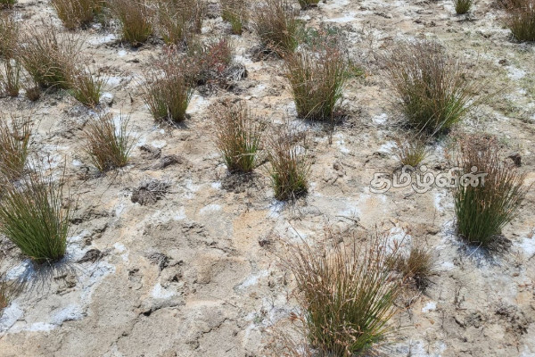உப்பு அறுவடை செய்து வரும் நெல் விவசாயிகள் | Rice Farmers Harvesting Salt Kilinochchi