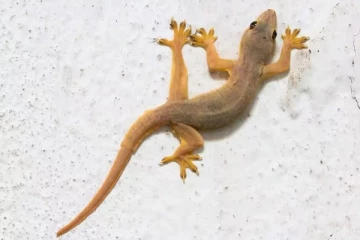 இது தெரிஞ்சா இனி பல்லியை வீட்டை விட்டு துரத்த மாட்டீங்க