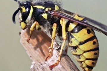 குளவி கொட்டி கணவன் மரணம் மனைவி வைத்தியசாலையில்