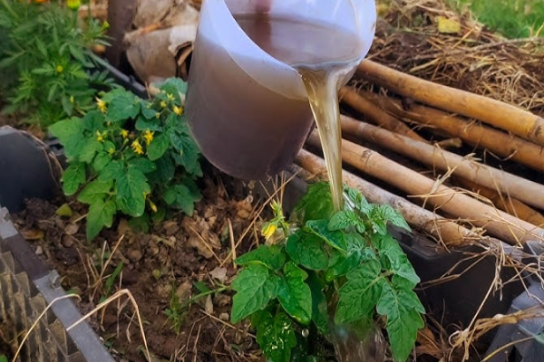 தக்காளி அமோக விளைச்சல் வேண்டுமா? இந்த பொருளை வைத்து உரம் செய்ங்க | Tomato Plant Growth Fast Homemade Yeast Fertilizer தக்காளி அமோக விளைச்சல் வேண்டுமா? இந்த பொருளை வைத்து உரம் செய்ங்க | Tomato Plant Growth Fast Homemade Yeast Fertilizer