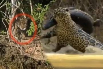 மறைந்திருந்த சிறுத்தை! நொடிப்பொழுதில் உயிரைவிட்ட முதலை