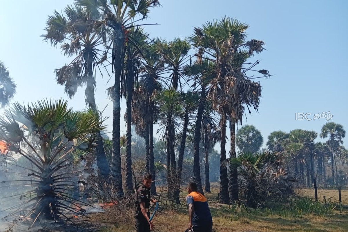 பாரிய தீ விபத்து - 500 க்கும் மேற்பட்ட பனை மரங்கள் எரிந்து நாசம் | More Than 500 Palmera Trees Got Fired In Mannar பாரிய தீ விபத்து - 500 க்கும் மேற்பட்ட பனை மரங்கள் எரிந்து நாசம் | More Than 500 Palmera Trees Got Fired In Mannar