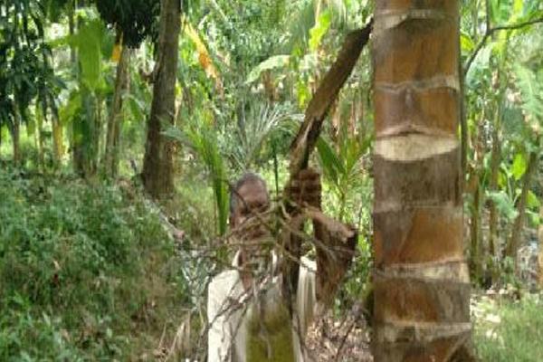 தென்னை மரத்தில் தென் பட்ட அதிசயம் | The Miracle Of The Sun In The Coconut Tree